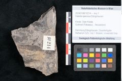 Foto (Objekt + Etikett) von Haastia speciosa Ettingshausen (NHMW-GEO-2024-0188-10214)